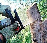 Best Utility Line Clearance  in Westmont, IL