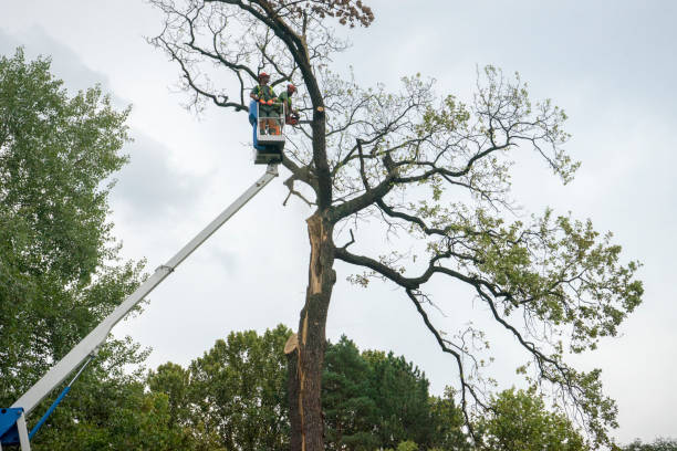 Westmont, IL Tree Removal Company