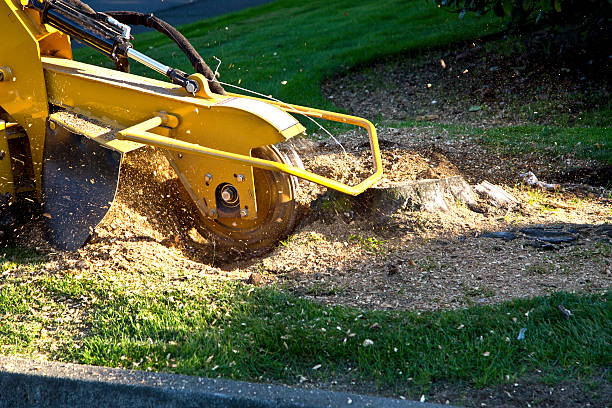 Best Lawn Pest Prevention  in Westmont, IL