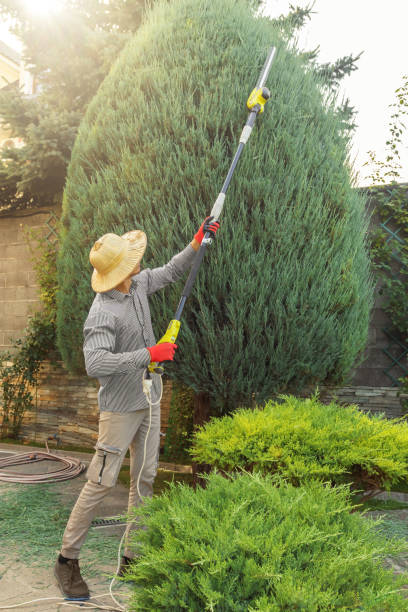 Best Tree and Shrub Care  in Westmont, IL